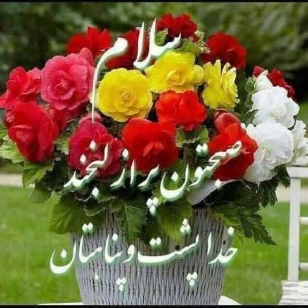 Picture of بوم گردی پلتا-مجموعه ای آرام 