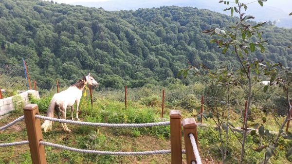 تصویر کلبه چوبی سوئیسی داخل جنگل 