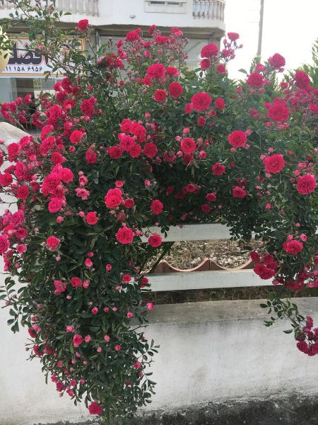 Picture of سوییت آپارتمانی ساحلی 