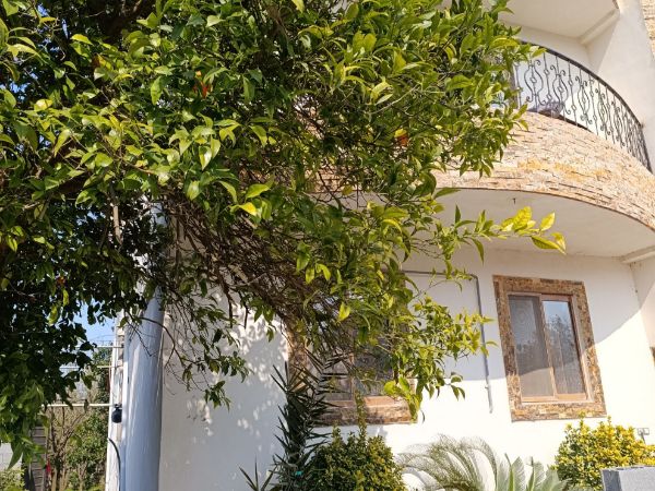 تصویر ویلا پناه پایا